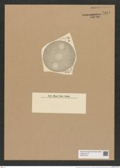 Auliscus textilis A. Schm. (de-Toni-Nr.: Genus 171, Species 4378) Zeichnungen Sammlung Grunow Nr. 7944 (NHMW-BOT-W0377225)